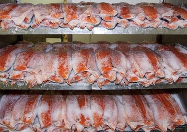 Sides of salted salmon awaiting smoking