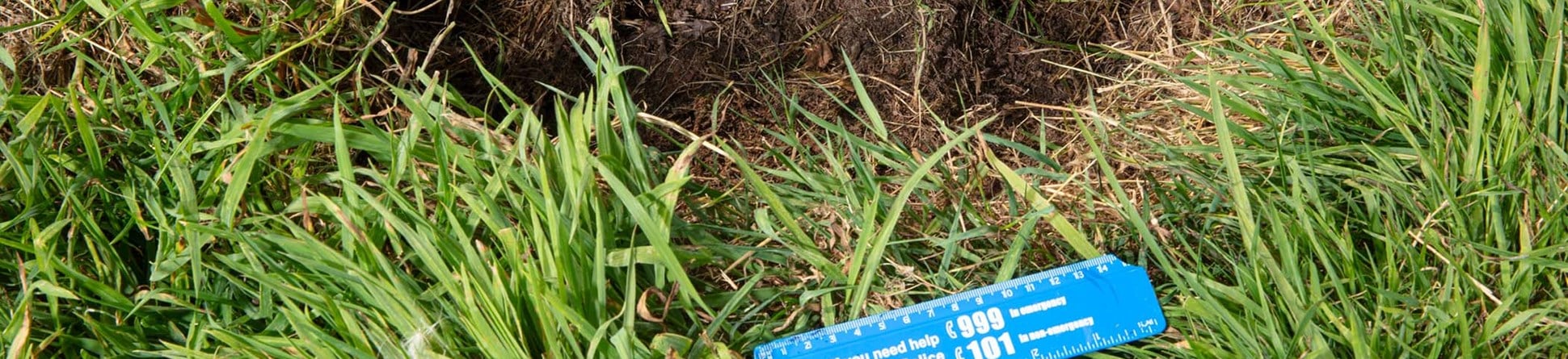 Damage to grass marked by a police ruler
