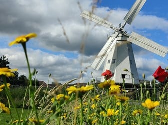 A large whitewashed windmill with broad sails and vanes seen through a wildflower meadow. 