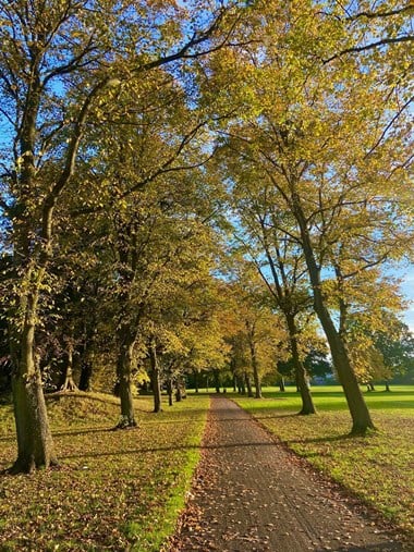 View looking down a tree-lined path in a park.