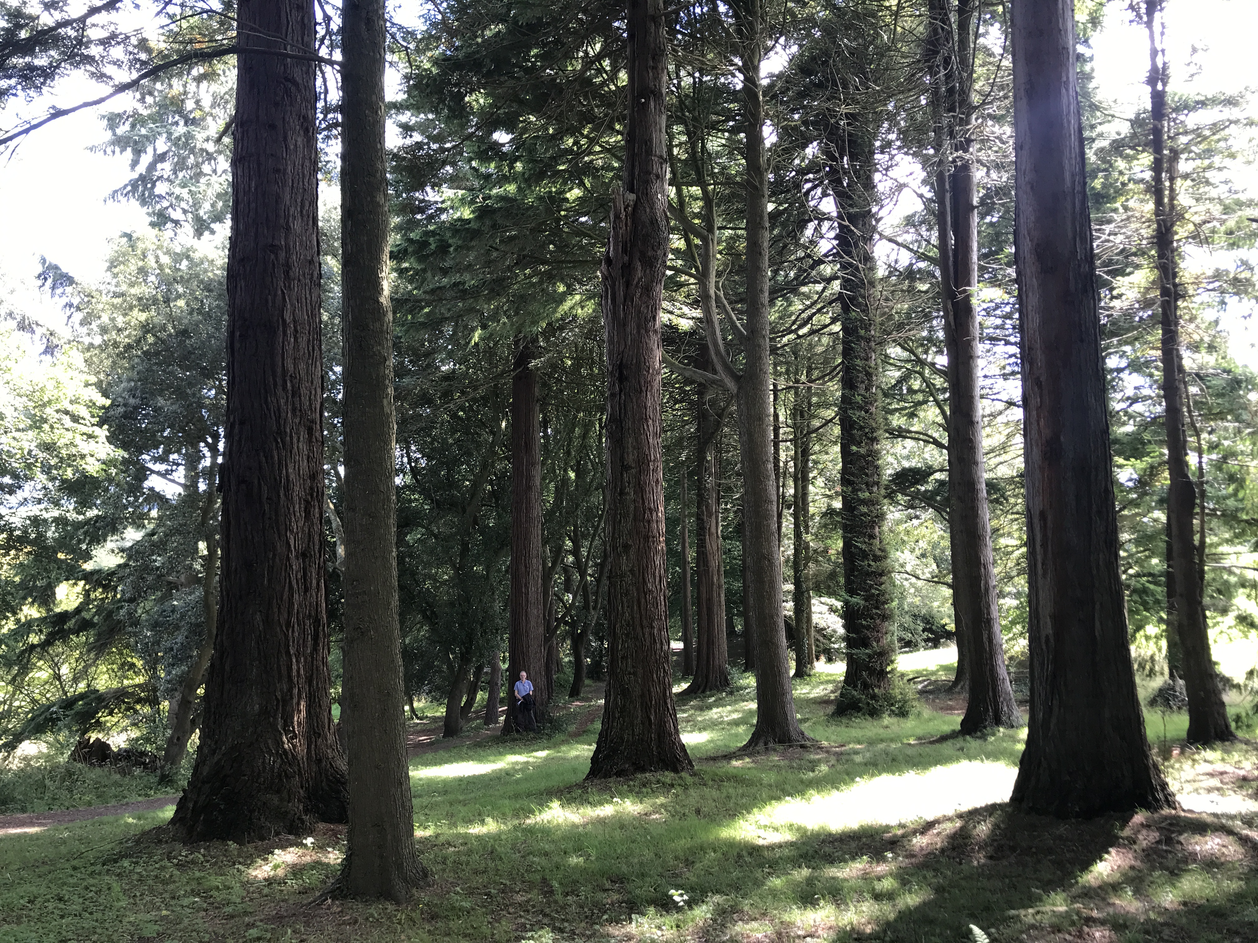 large trees in the garden