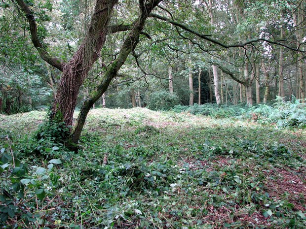 The site of the chapel consecrated to William on Mousehold Heath (2010). Demolished during the English Reformation