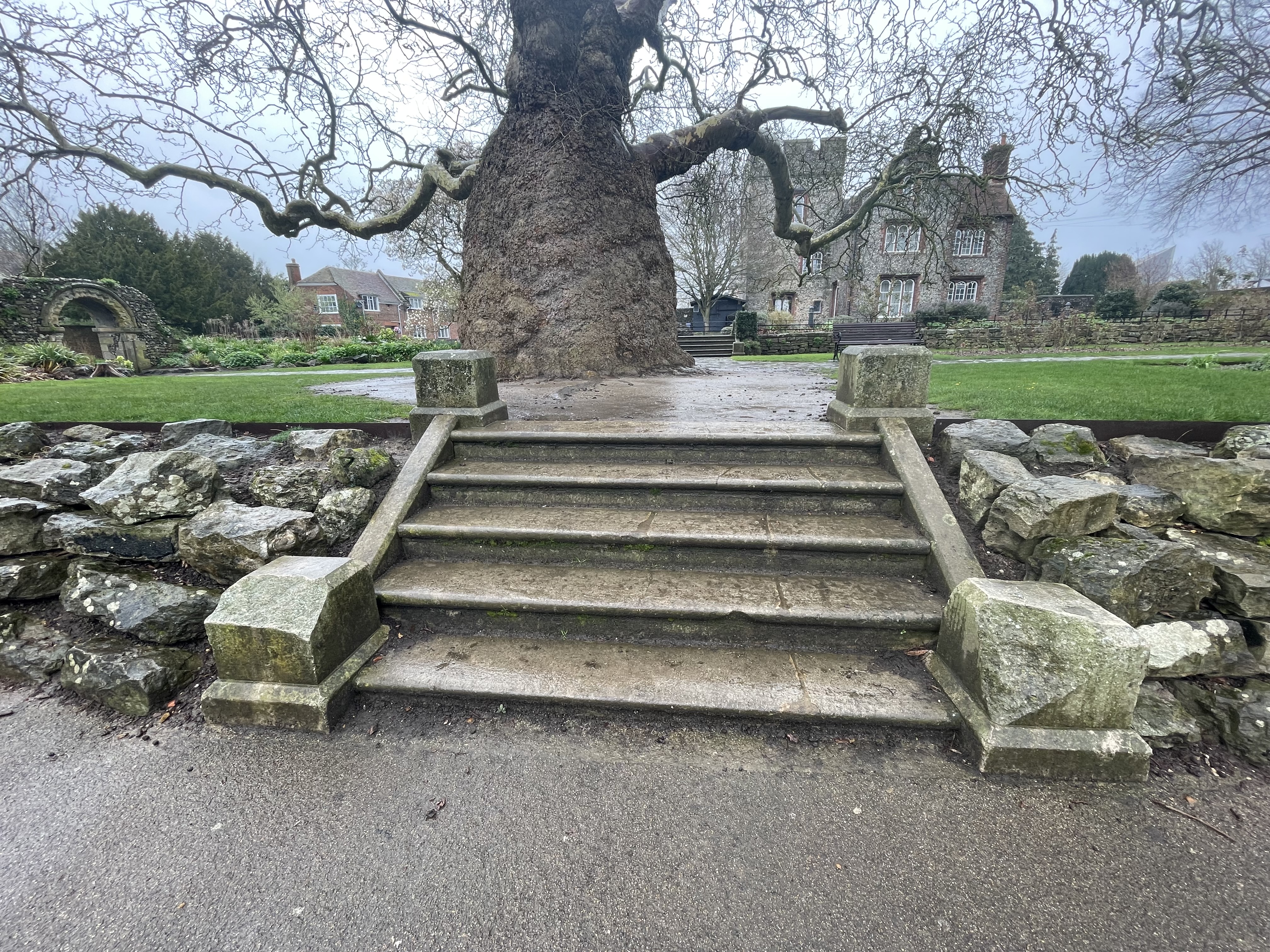 A set of stone steps in front of an old tree
