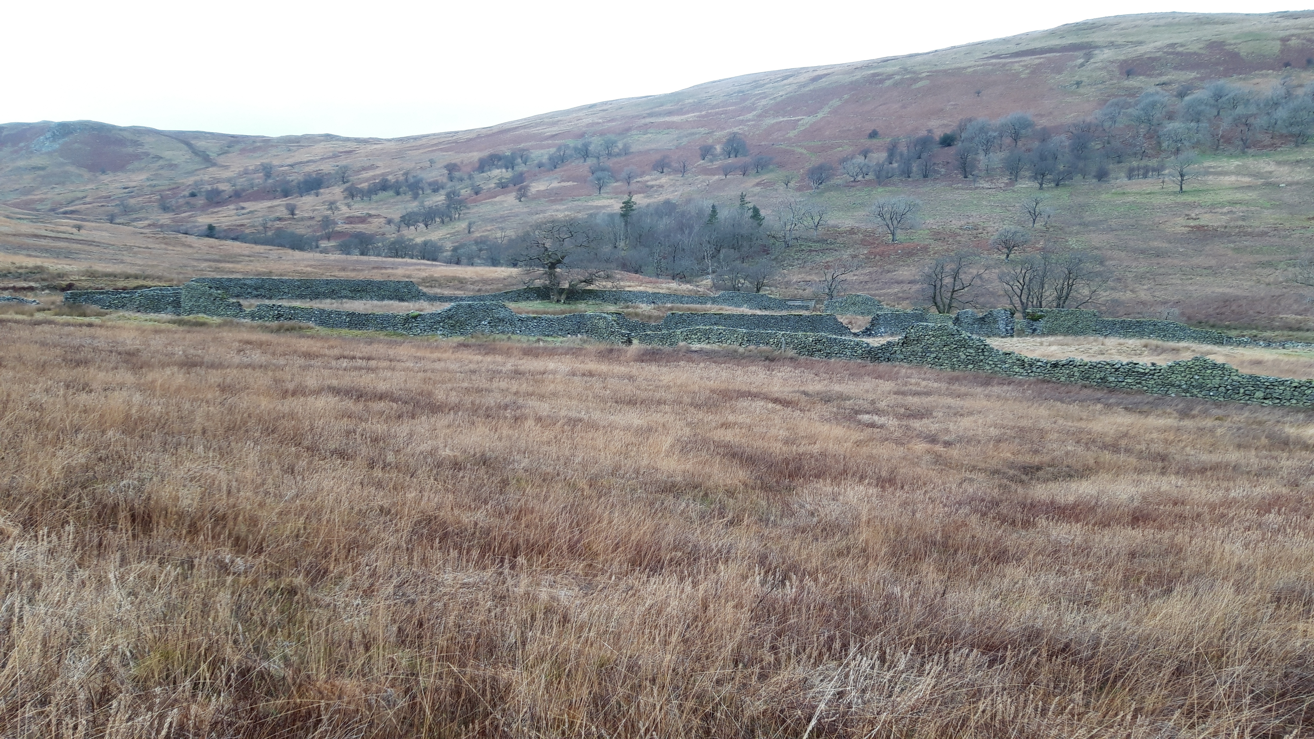 Buck Park deer enclosure 20-12-2021