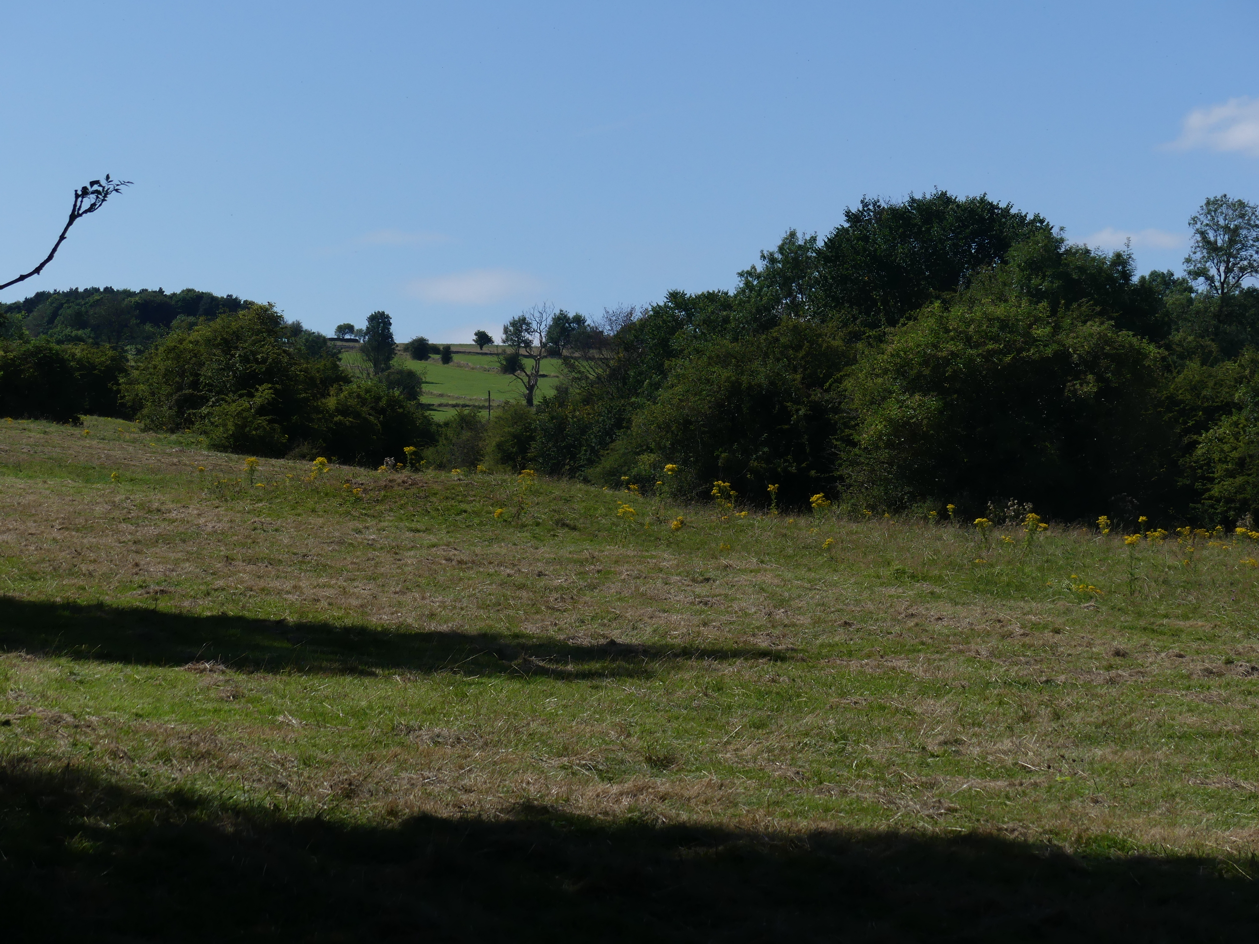 Low grass-covered mound in field