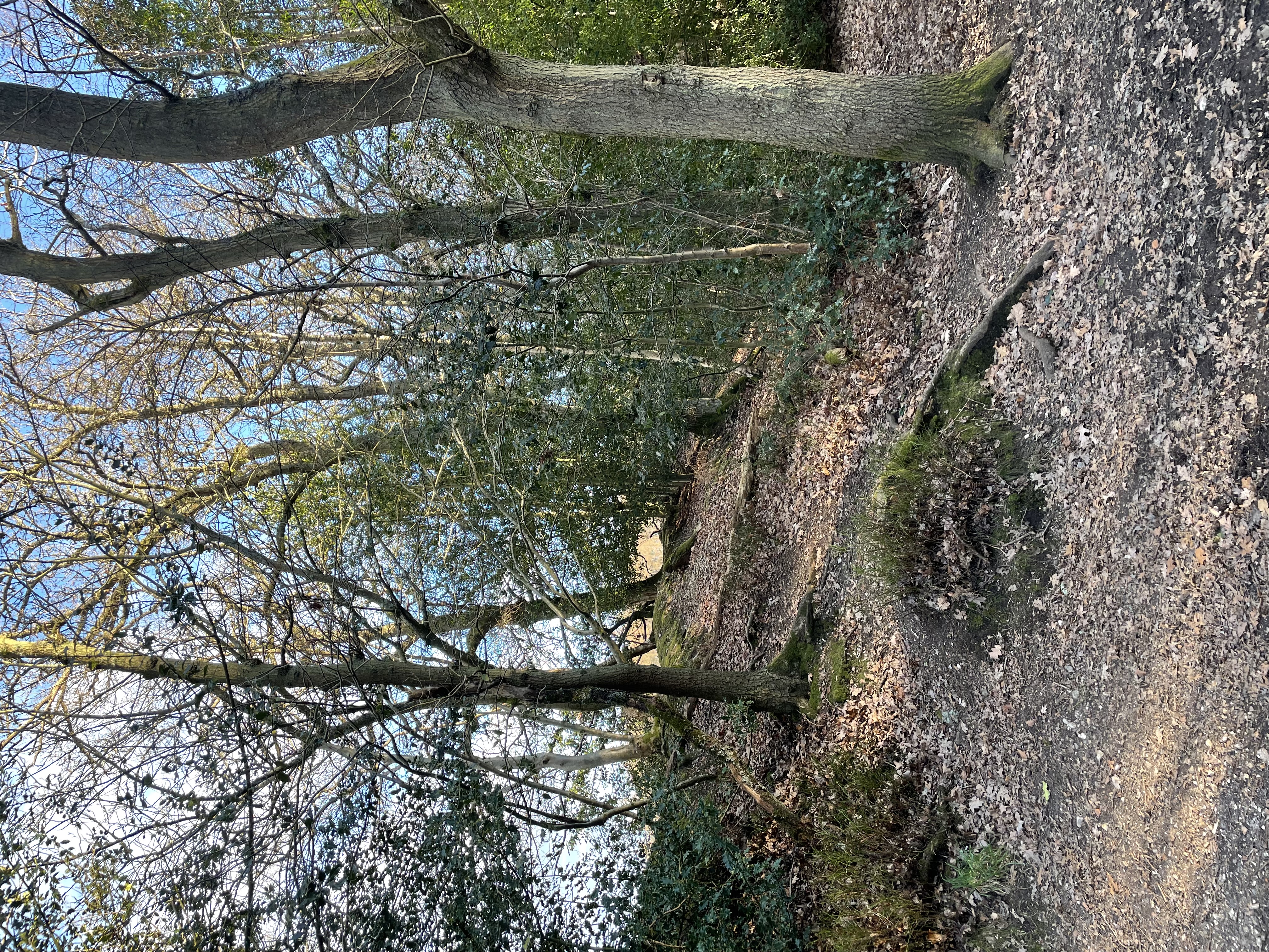 Hillfort bank in woodland