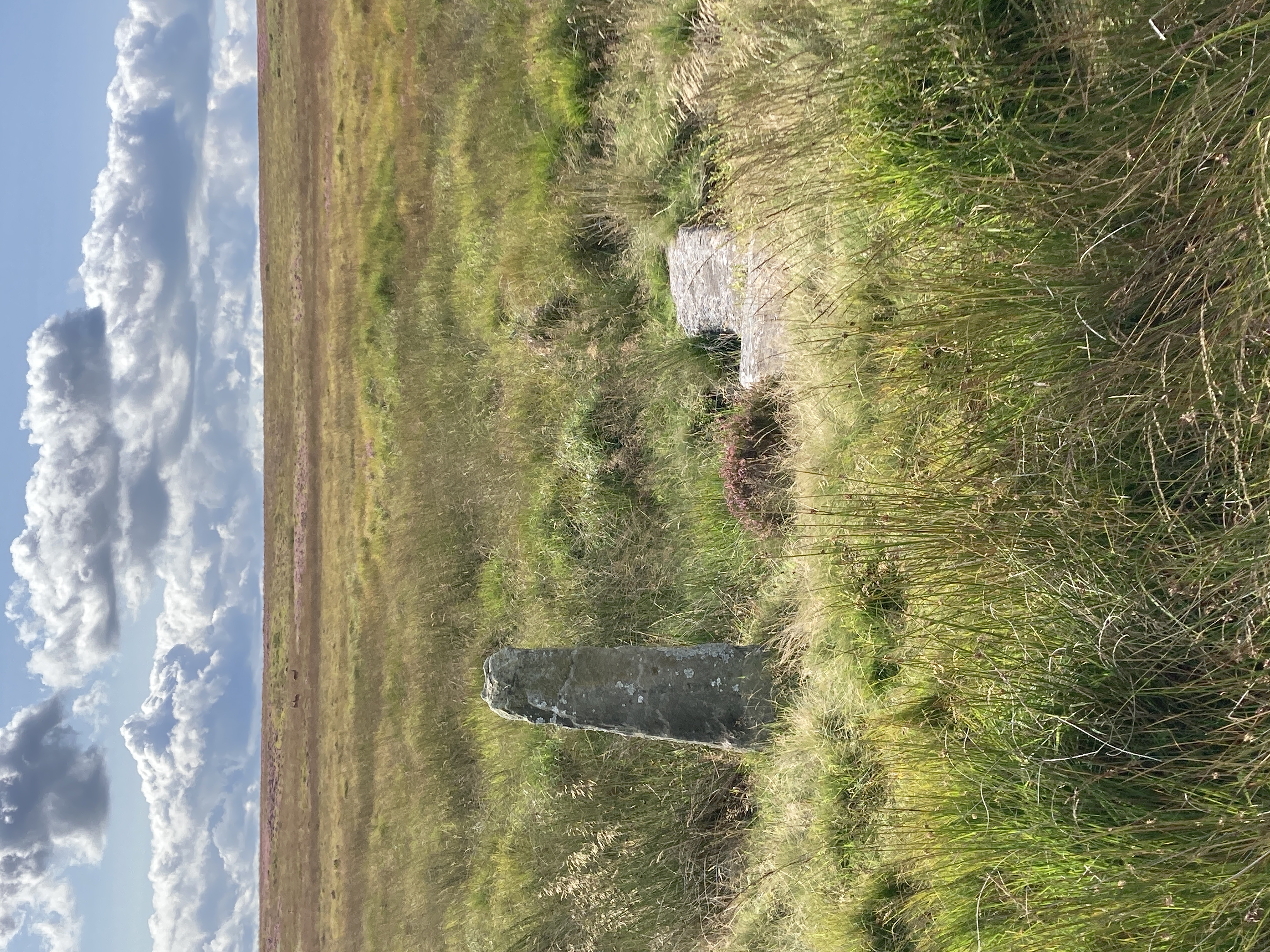 User submitted image