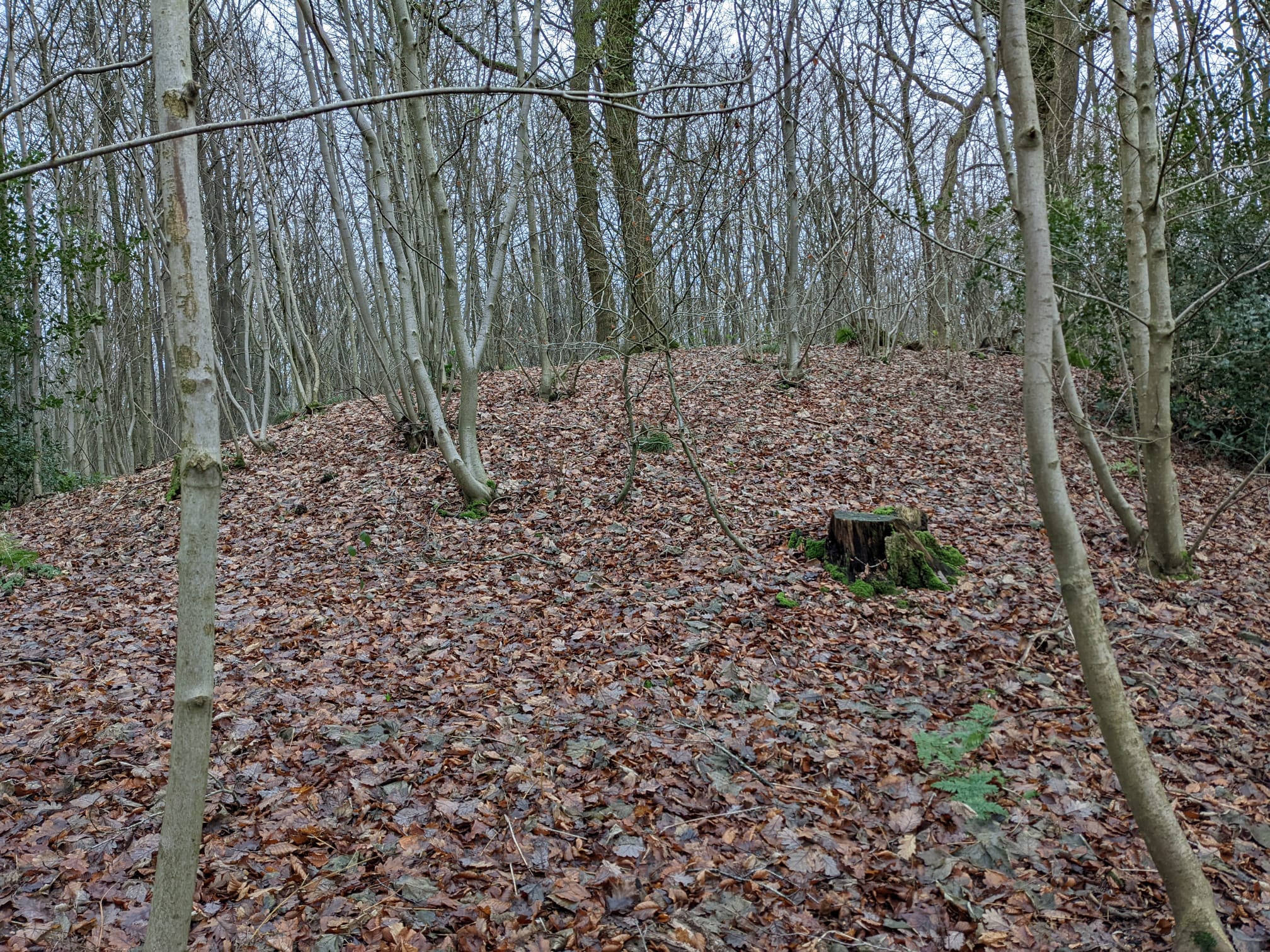A leaf covered mound with lots of trees