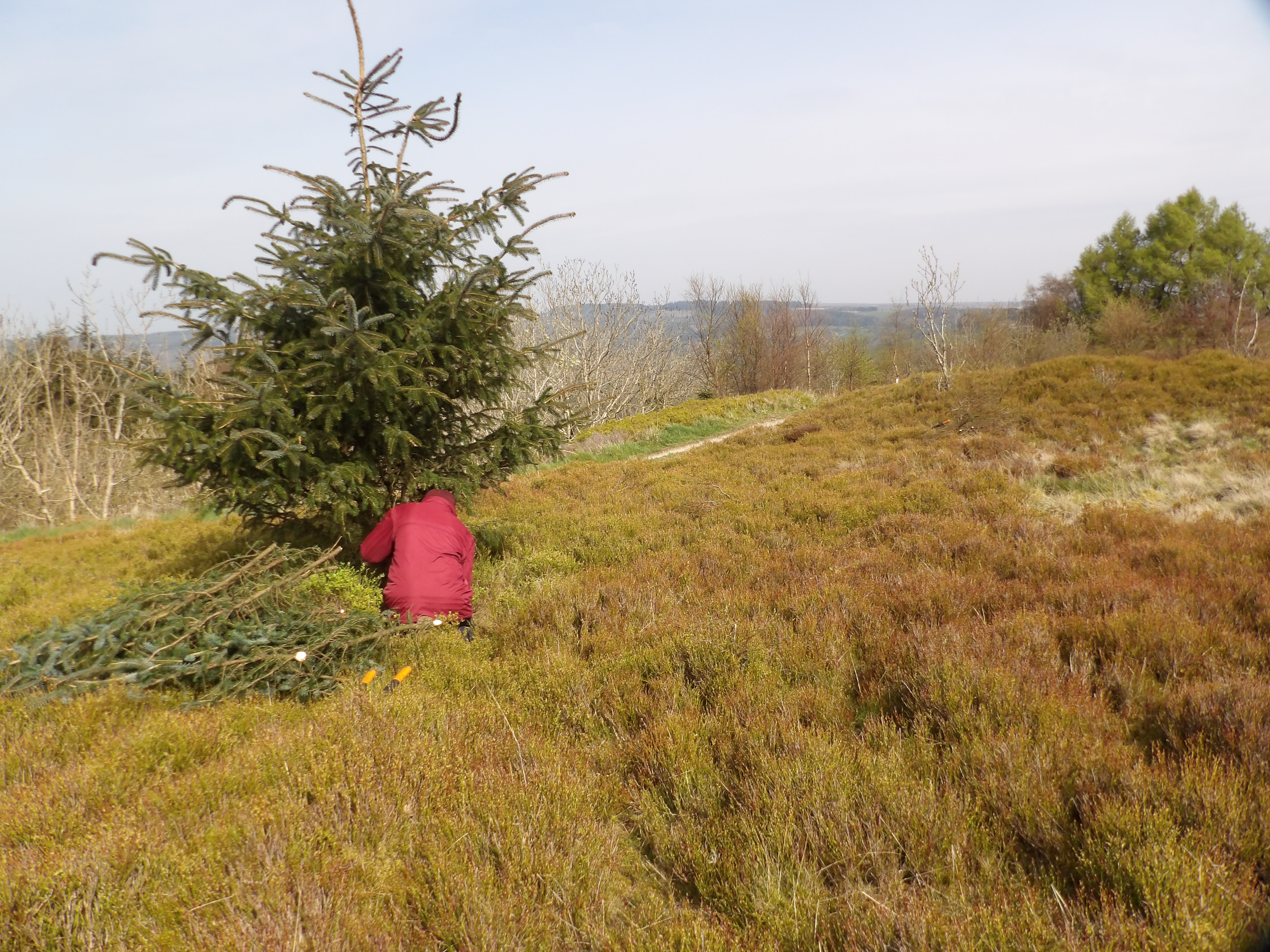 A single conifer was cleared.  It was fatter than it looks.
