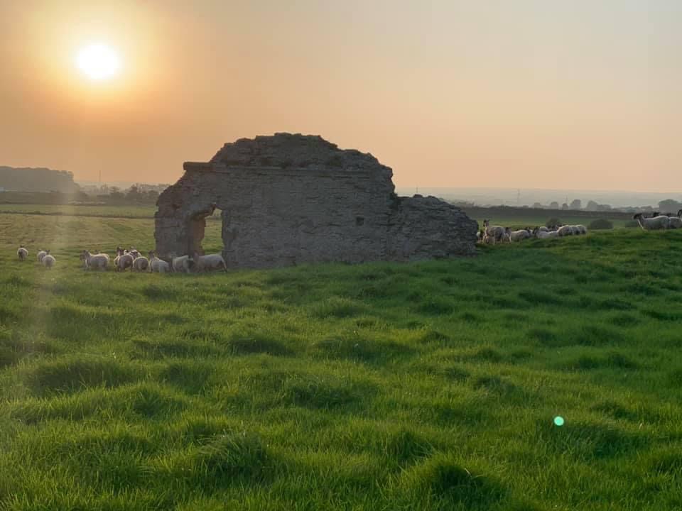 Mule sheep around the monument at sunset