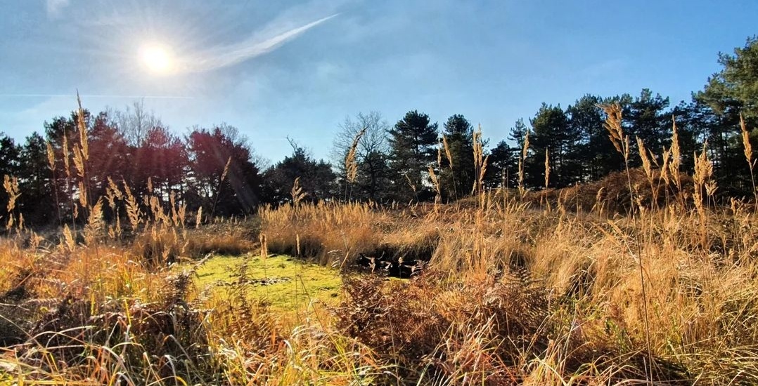 Galley Hill Hill Fort in Winter sunshine
January 2023