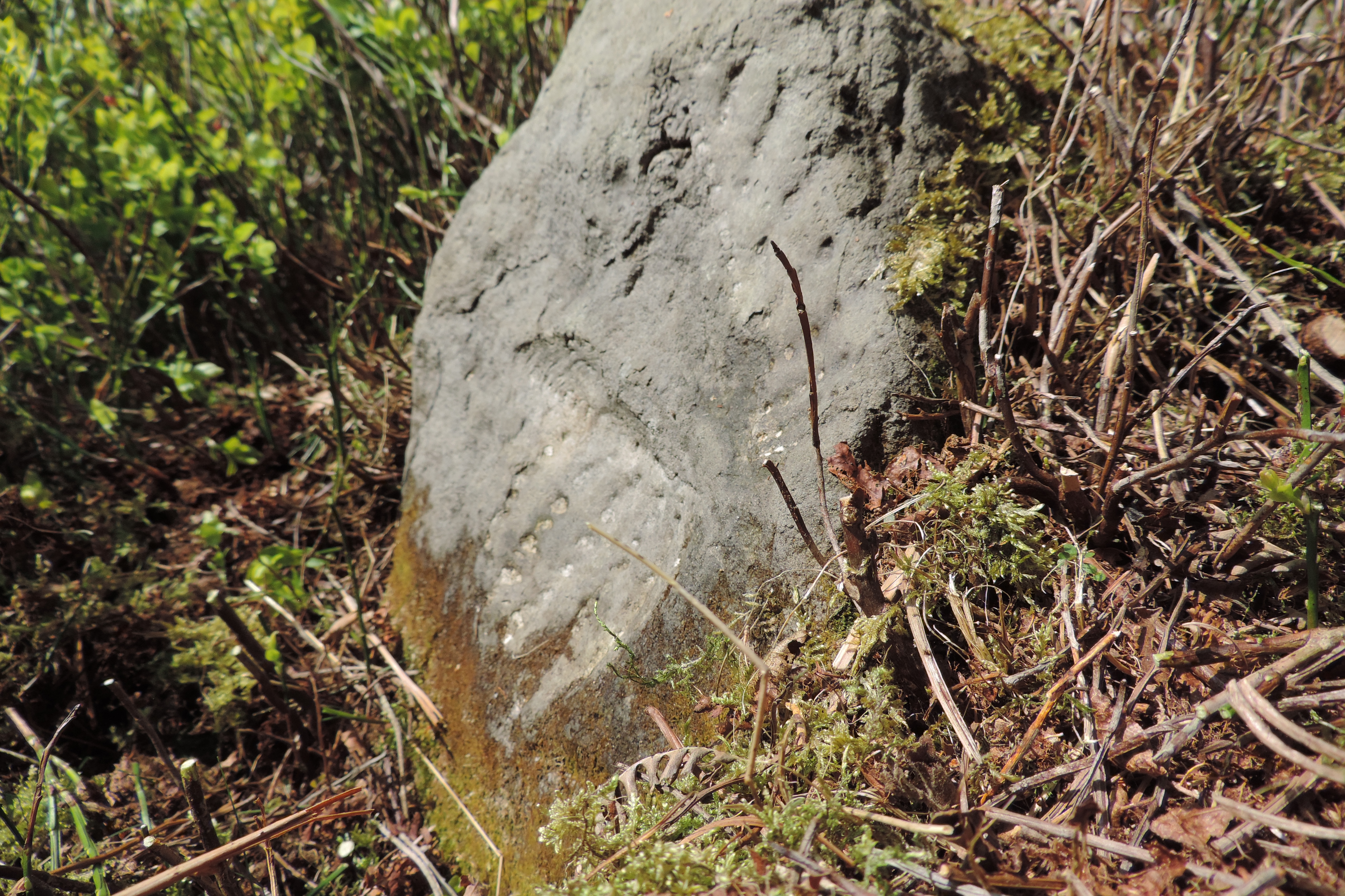 The markings are clearly visible in this picture.

