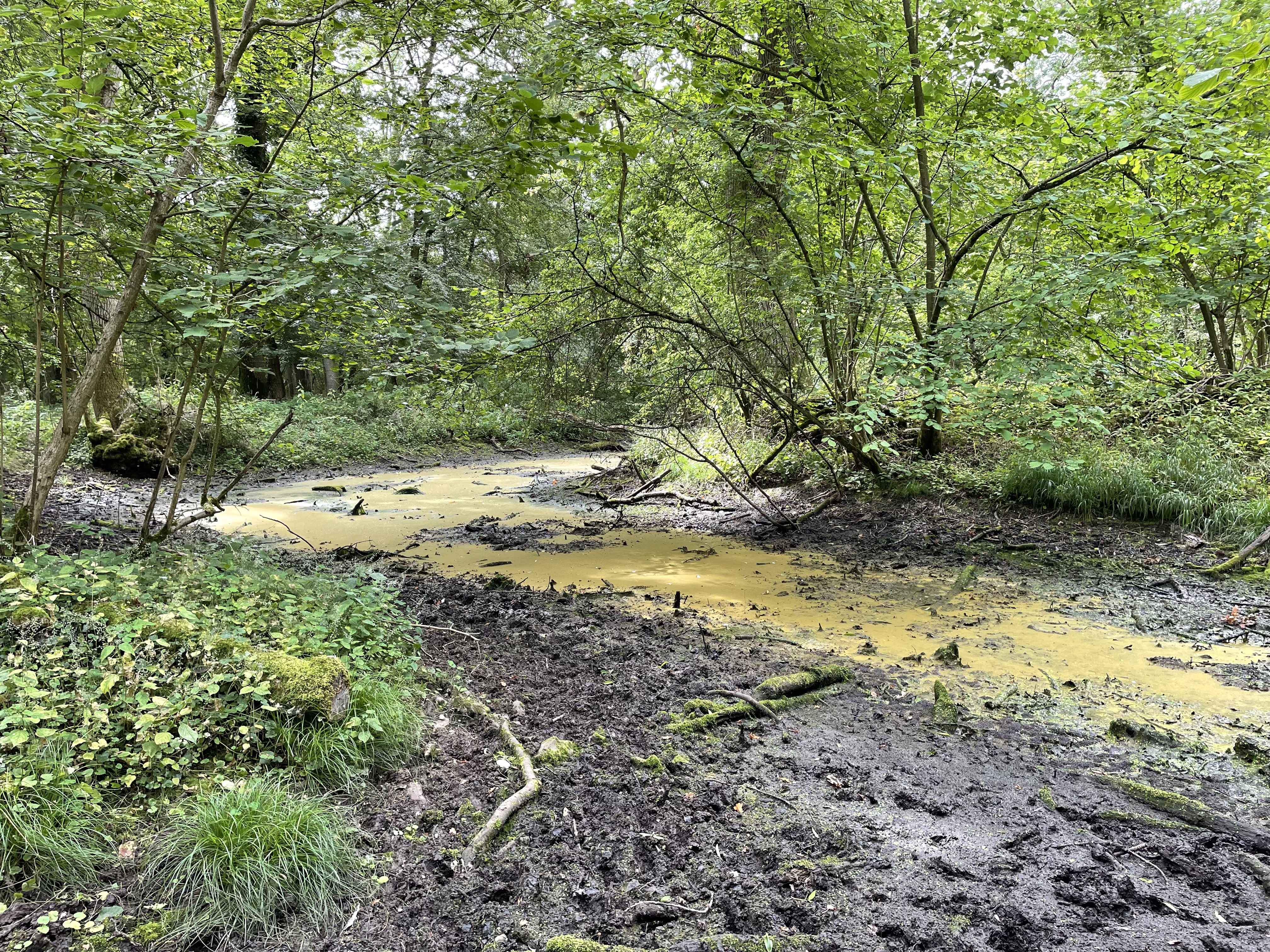 Photo of partially filled moat on a muddy day in a green, leafy, wooded area. 