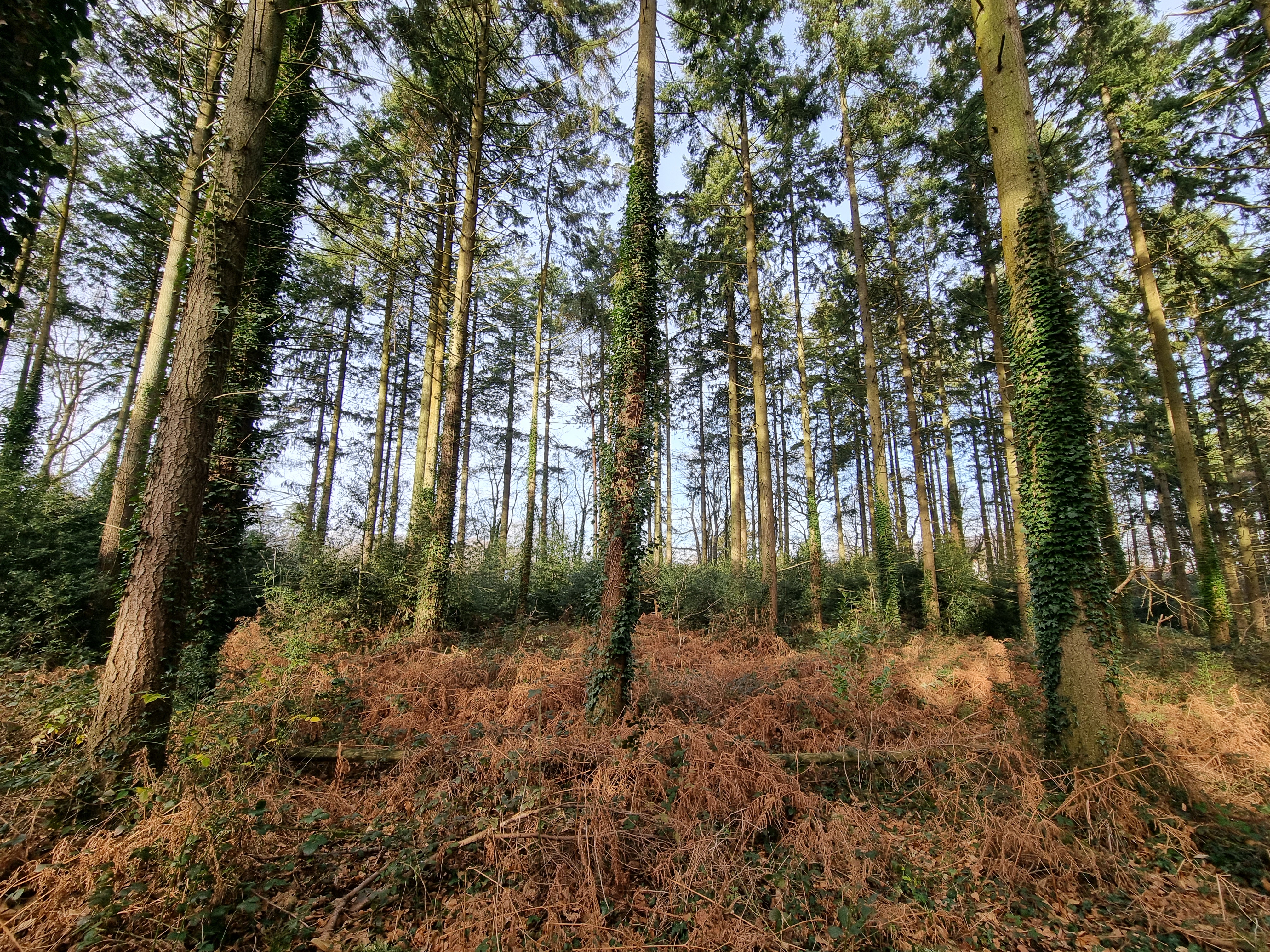 Looking south west into area of conifer woodland and bracken
