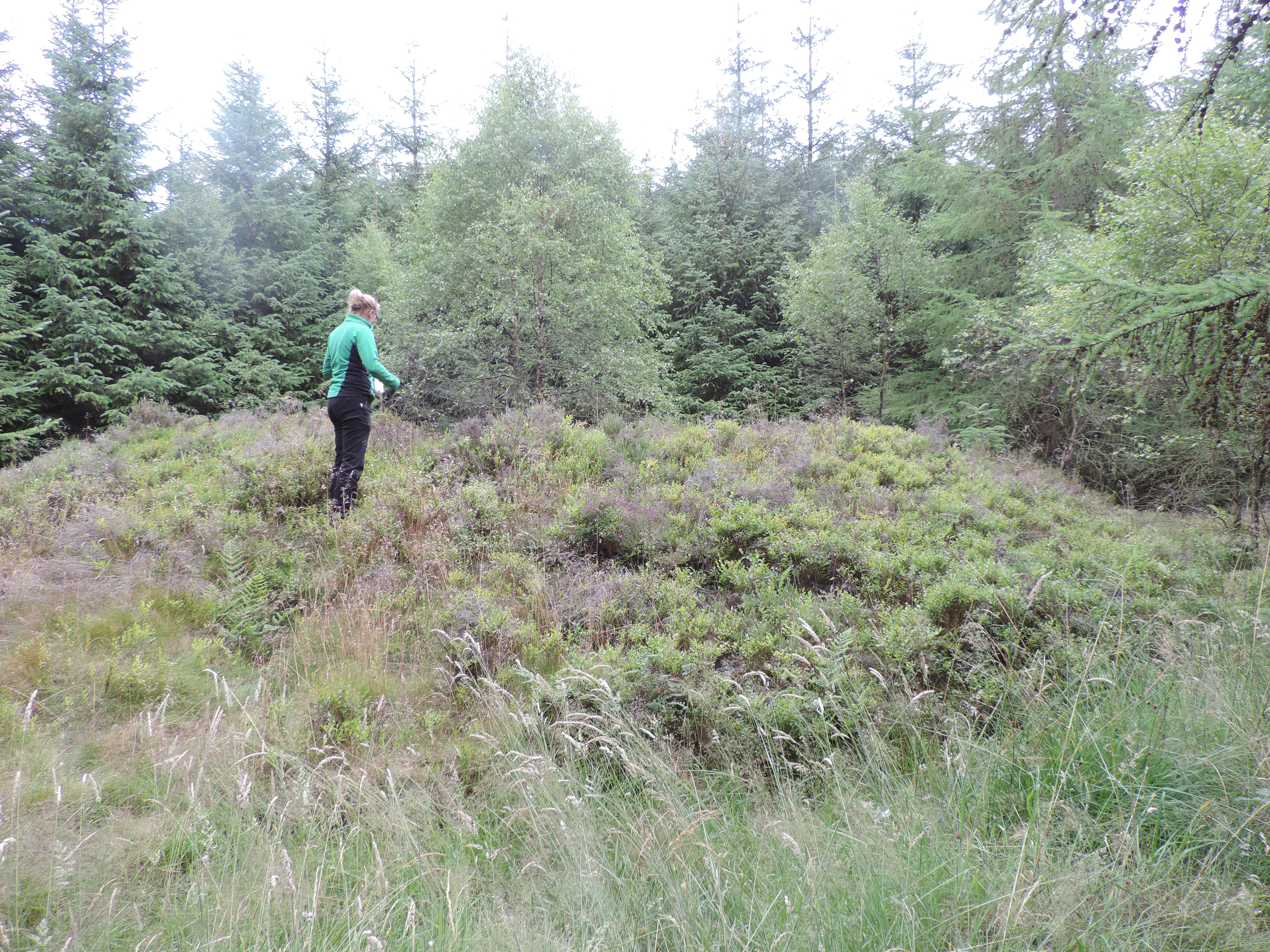 A Forestry England team member checking our handywork. The birch in the background was also removed.