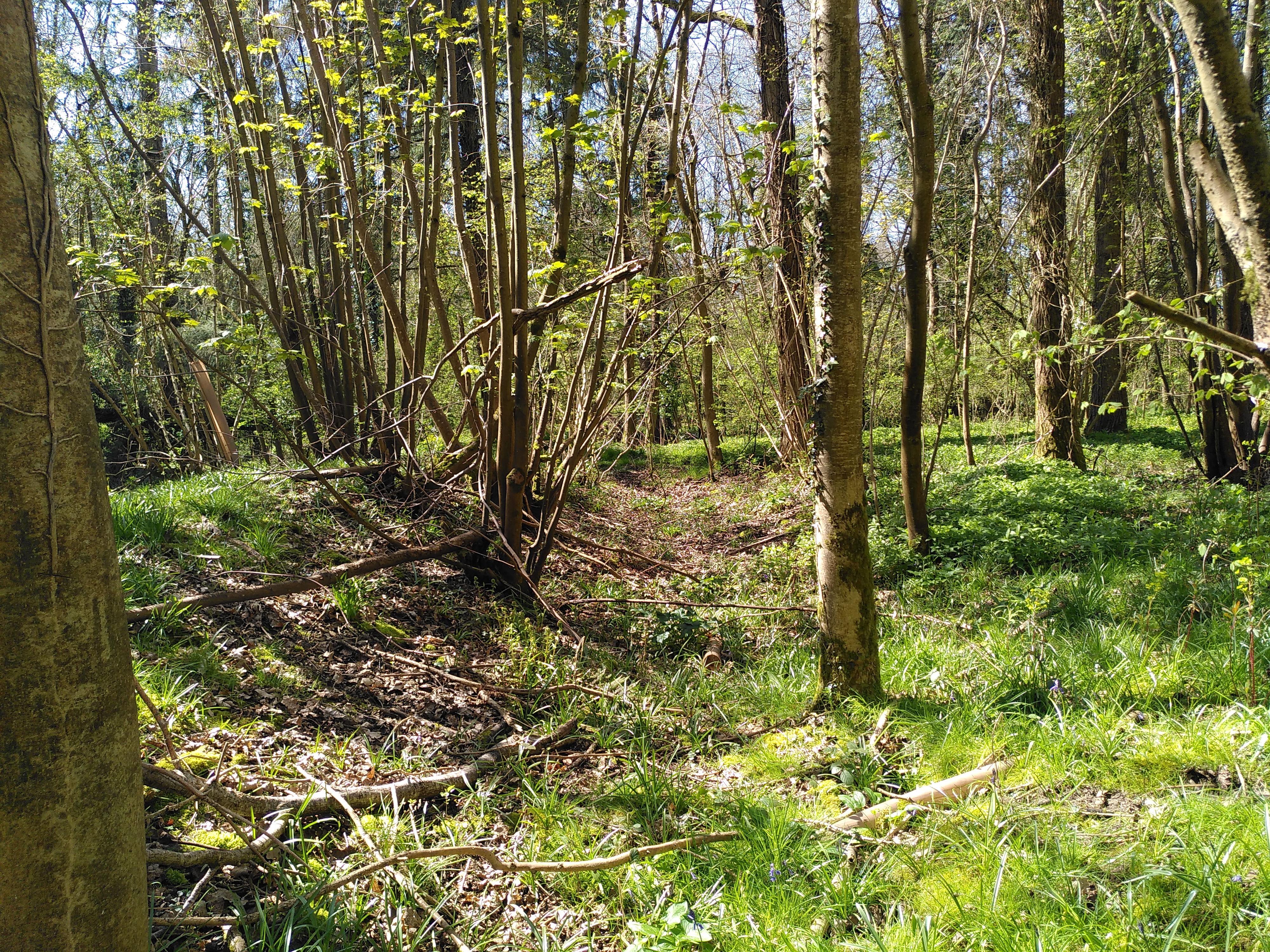 Rectangular ditch in deciduous woodland