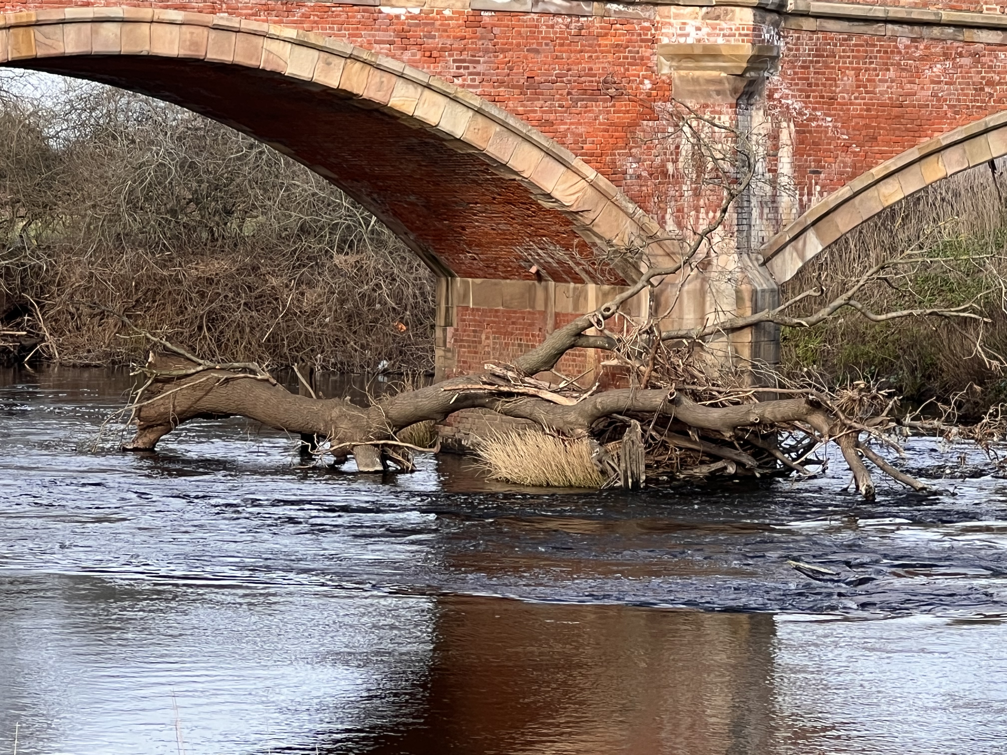 Taken yesterday 19/2/2023
Perhaps someone should get this tree removed before any damage is done 