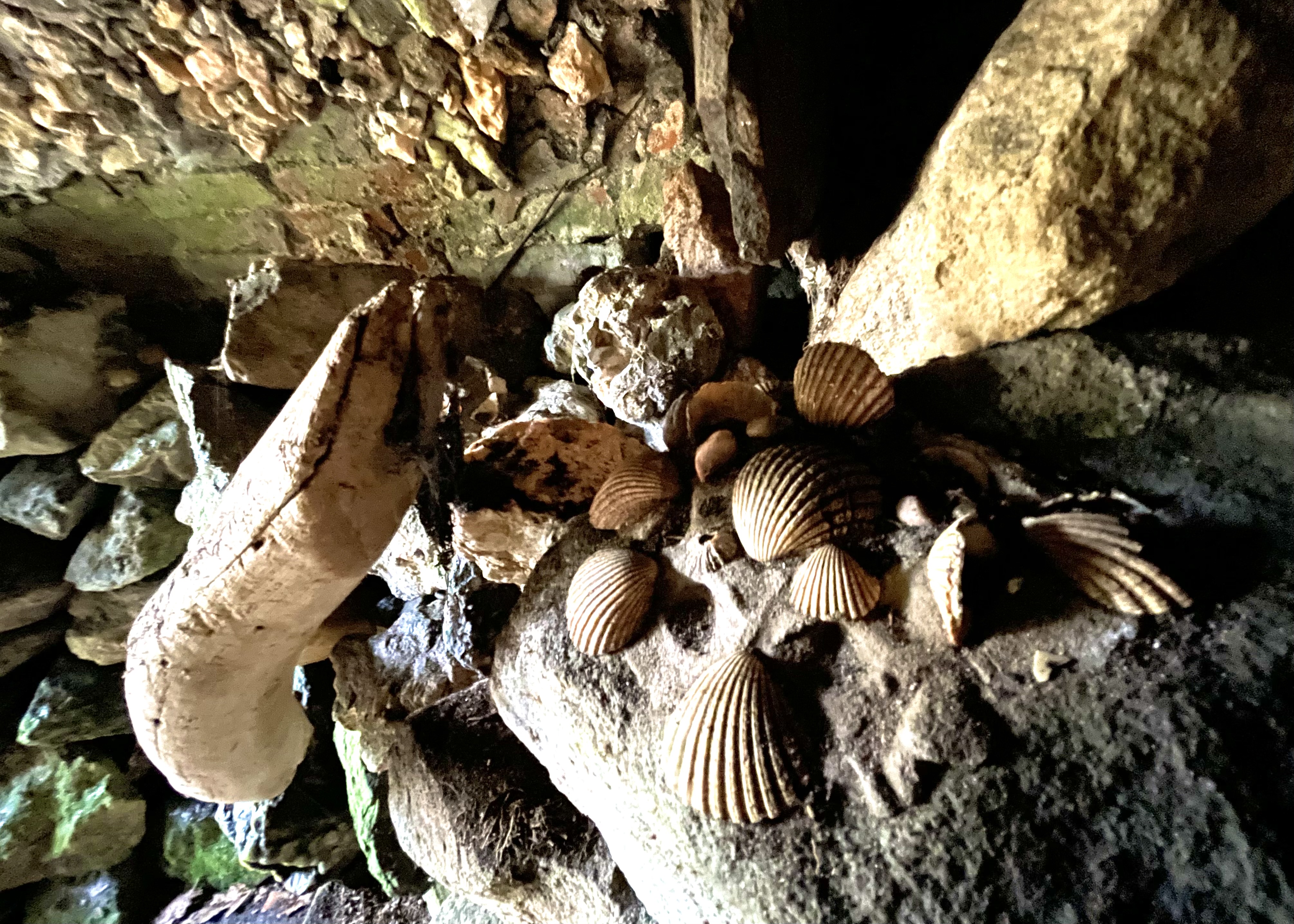 Grotto ceiling decorated with seashells and driftwood.