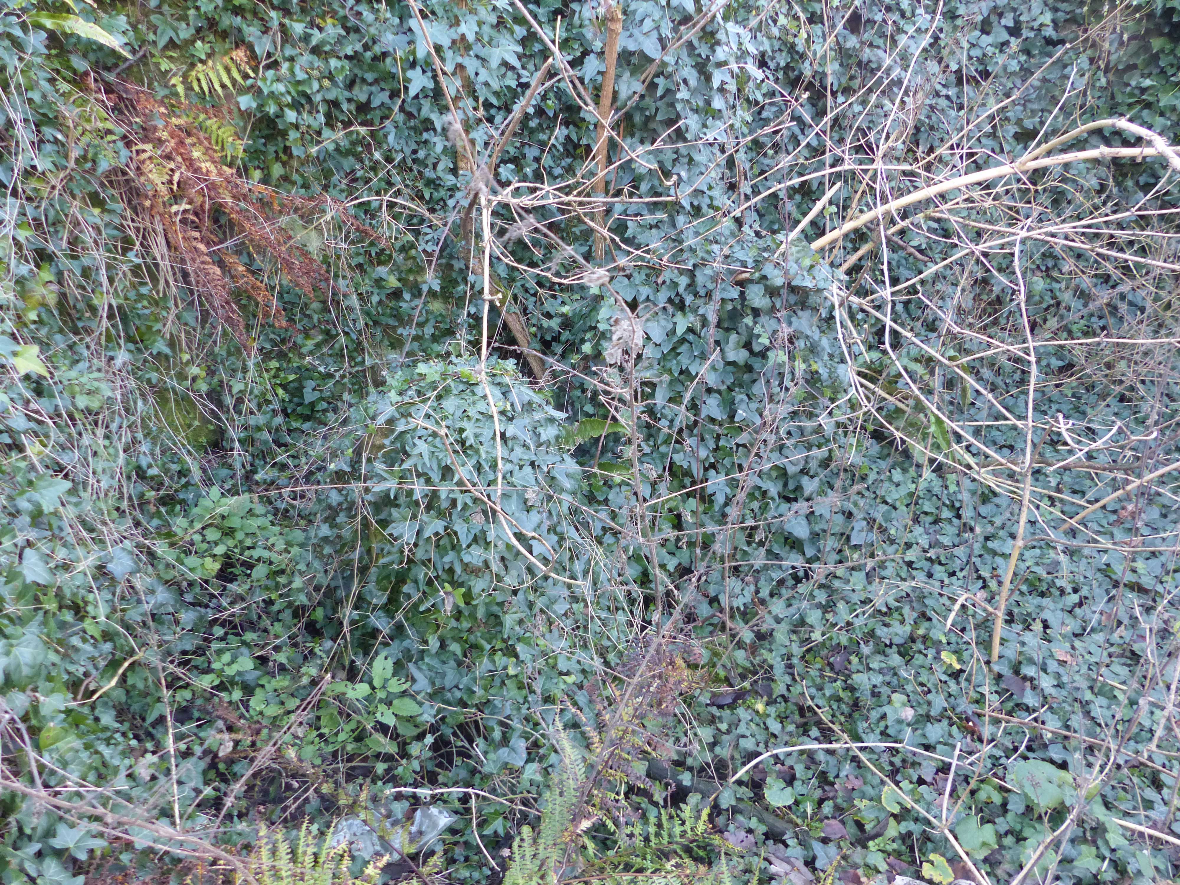 Photograph of stocks, obscured by ivy