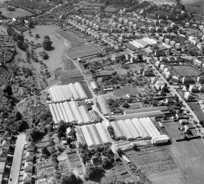 Nursery between Southdown Road and Coronation Avenue, Southdown, 1950