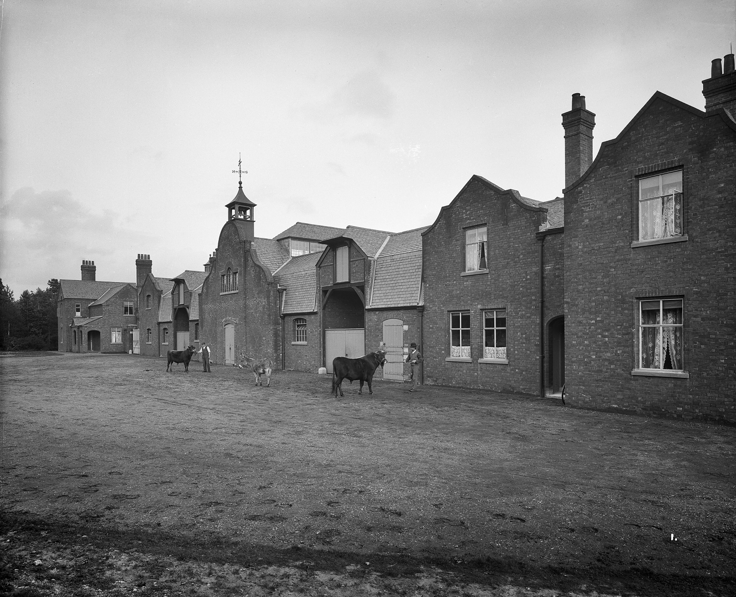/localA farm with cows