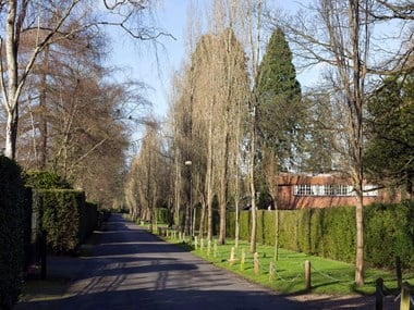 A road lined with trees on both sides. The tees on the right hand side are planted in a grass verge lined by a hedge. There is  a row of houses in the background