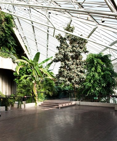 Colour photo showing the interior of the roof-top tropical conservatory of the Barbican Centre. Various large plants, including palm trees, extend under a glass roof.