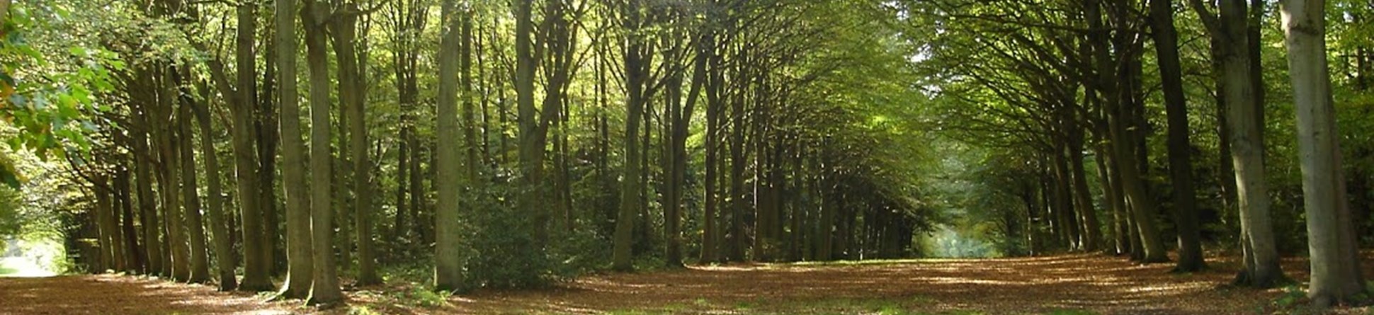 Canopies of beech trees shown forming into a V in a long avenue.