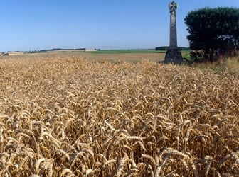 Field of barley crop with stone memorial and hedge to the right in the middle ground.