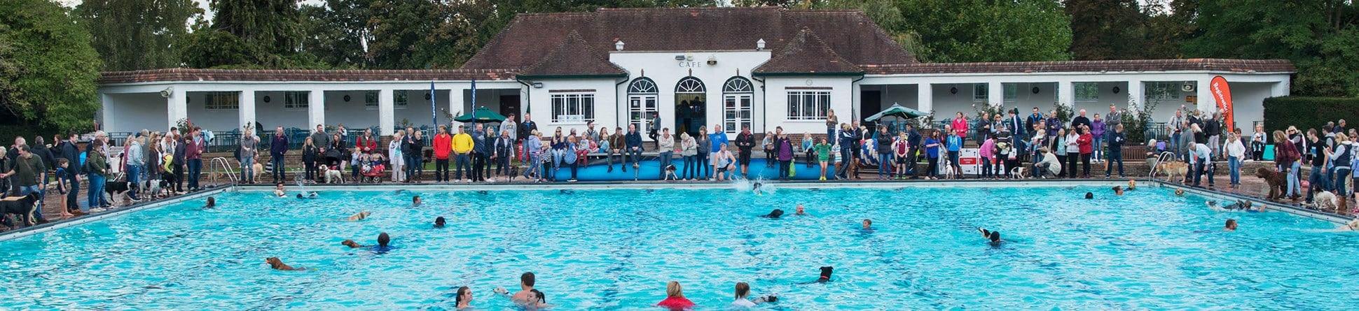 People and dogs swimming in an outdoor swimming pool