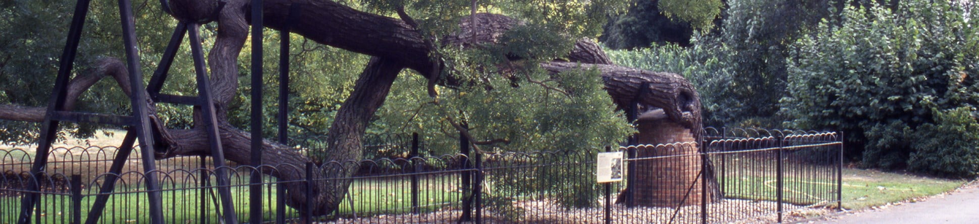 Tree propping at Kew Gardens, Surrey: Although a less favoured option for tree management, it may be considered necessary to allow important trees to be kep safe in well used public areas.