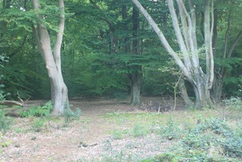 Epping Forest, Essex