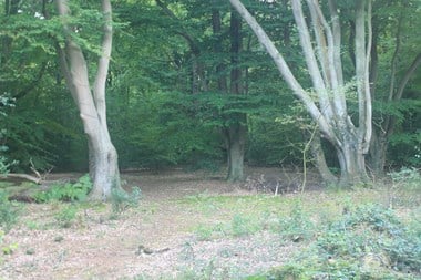 Epping Forest, Essex