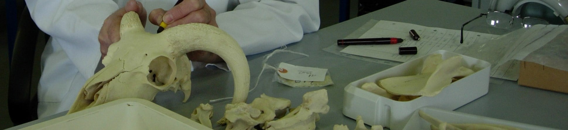 Photograph of sheep bones in a laboratory