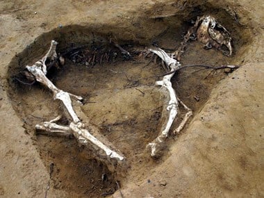 Photograph showing an articulated horse burial.