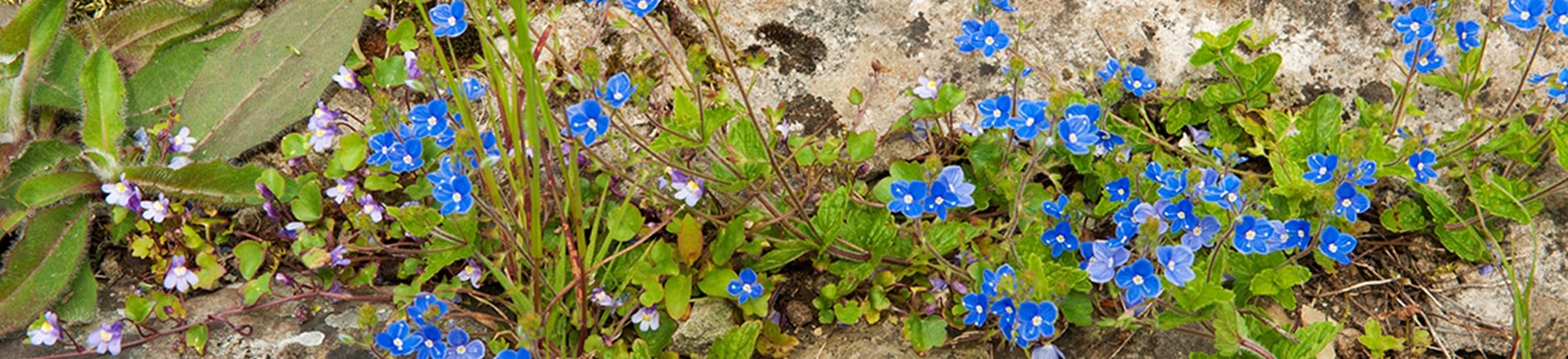 Small, bright blue flowers and other plants on stones.