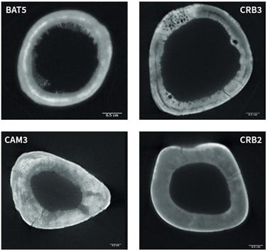 Neutron images, which are similar in appearance to x-rays, of four sections through bones.