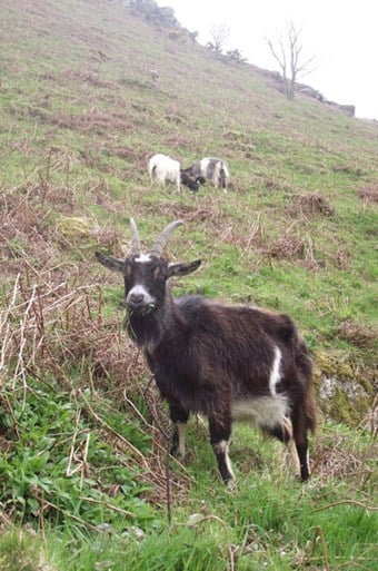The feral goats in the Valley of the Rocks near Lynton