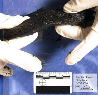 Bone, that has become extremely soft due to the acidic soil at Star Carr (note: the pictures depict the same bone being flexed) (© York University)