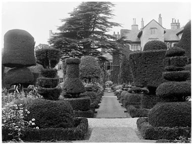 archive black and white photograph of a garden path between clipped hedges