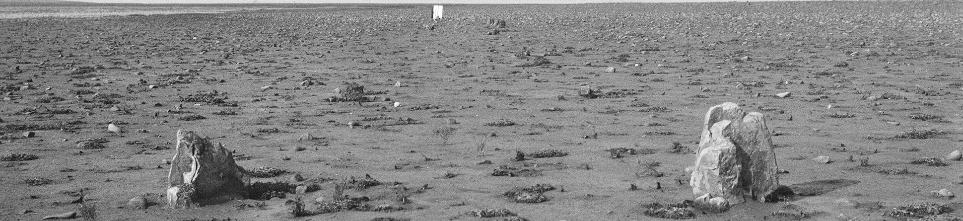 Image of the Yelland stone row on Isley Marsh in 1953.