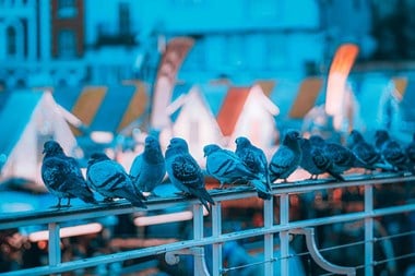 Row of pigeons on a street rail