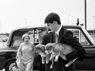 Corgi puppies being carried on to an Andover, the Queen's flight as the Queen arrives at London's Heathrow Airport to board the aircraft for her flight to Aberdeen and the start of her annual holiday at Balmoral, 5 August 1981. © Sueddeutsche Zeitung Photo / Alamy Stock Photo