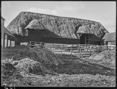 Black and white photograph of a large, barn on one side of a farmyard. The barn has a thatched roof with projections over two entrances. In front of the barn is an enclosure with cows, set in a larger farmyard. Smaller farm buildings project from the ends of the barn. 