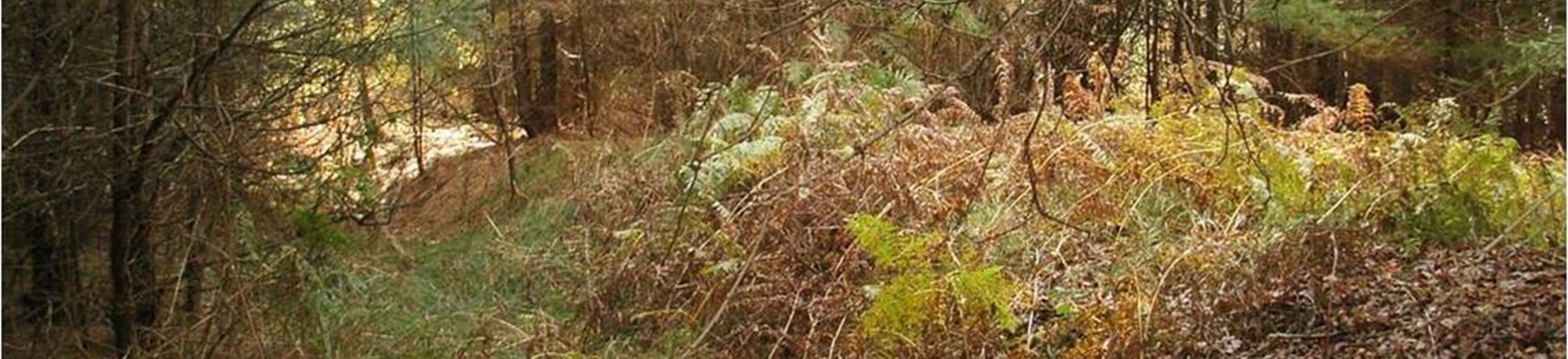Thetford Forest woodland shown with ferns and trees