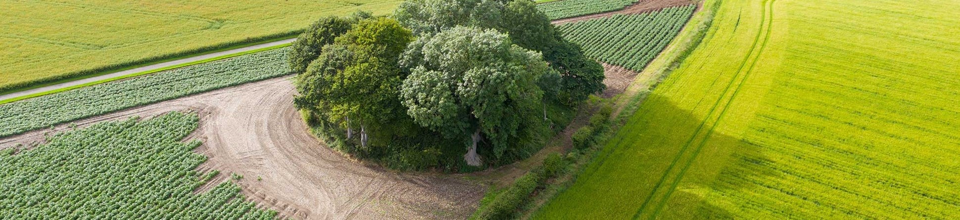 A tree grown barrow mound in an agricultural landscape. 