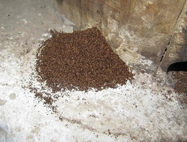 Drywood termites produce seed-like faecal pellets that are pushed out of the timber and form distinctive mounds.