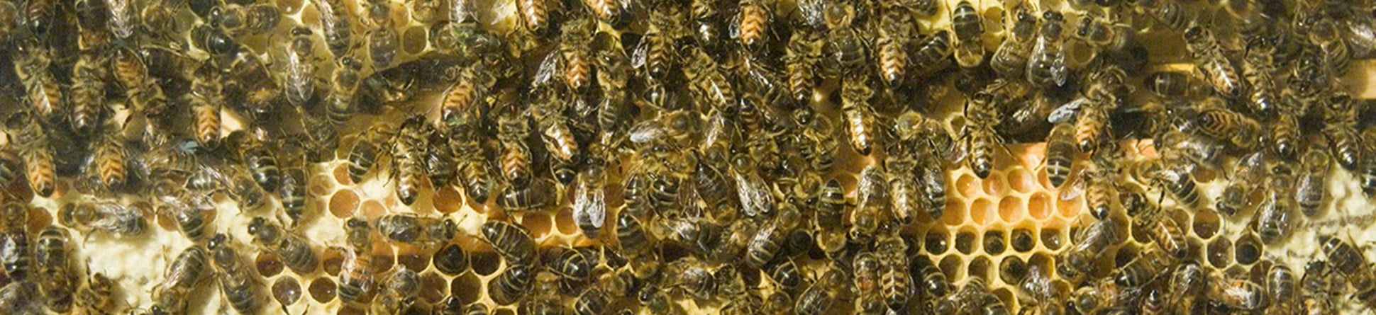 Mass of bees on a hexagonal honey comb surface.