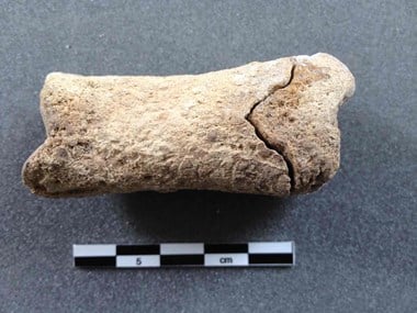 Photograph showing juvenile cattle bone with refitting unfused epiphysis.