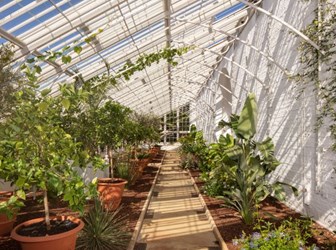 The interior of the vinery building shows a walkway with plants either side. The white wall reflects the light and there is an angled roof of glass panes.